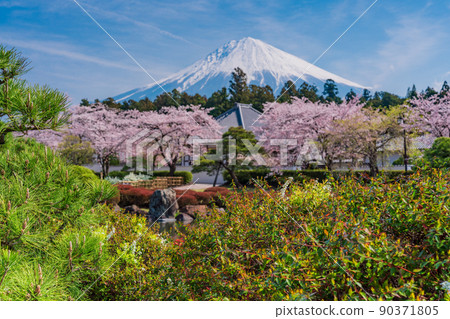 (靜岡縣)櫻花盛開大石寺花園和富士山 (靜岡縣)櫻花盛開大石寺花園和富士山 90371805