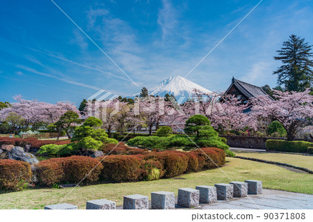 （靜岡縣）櫻花盛開大石寺花園和富士山 90371808