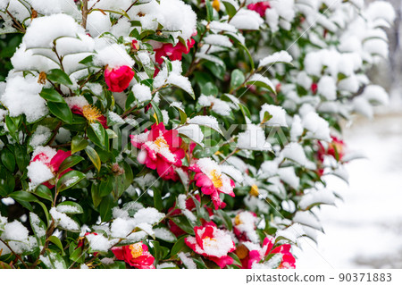 Kyoto camellia and snow 90371883