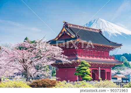 （靜岡縣）大石寺山門和富士山盛開 90371963
