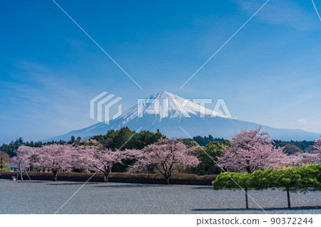 (Shizuoka Prefecture) Pine / cherry blossoms in the precincts of Taiseki-ji Temple, Mt. Fuji 90372244