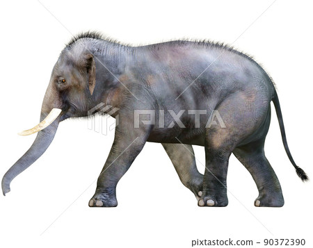 印度象 ☆ 印度象 90372390