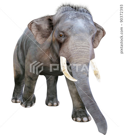 印度象 ☆ 印度象 90372393