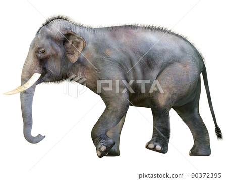 印度象 ☆ 印度象 90372395