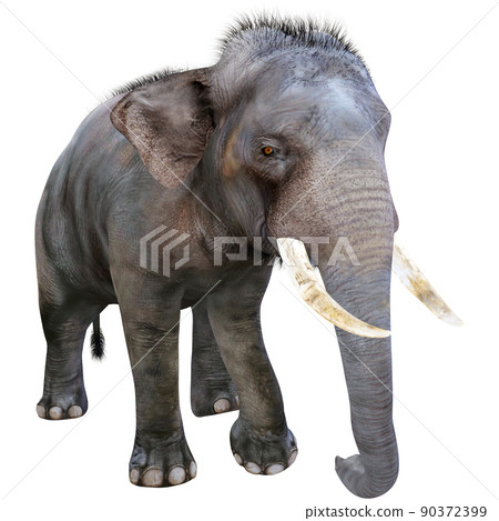 Indian elephant ☆ Indian Elephant Indian elephant ☆ Indian Elephant 90372399