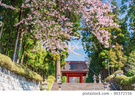 (Shizuoka Prefecture) Nitenmon Gate in the precincts of Taisekiji Temple in full bloom 90372556
