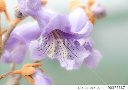 泡桐花特寫 90372887