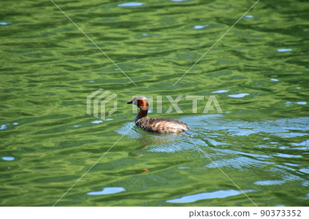 Inokashira Park Little Grebe Inokashira Park Little Grebe 90373352