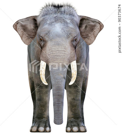 印度象 ☆ 印度象 90373674