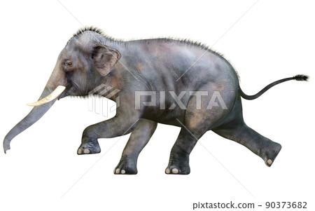 印度象 ☆ 印度象 90373682