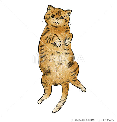 Illustration material of tea tabby cat lying on his back 90373929