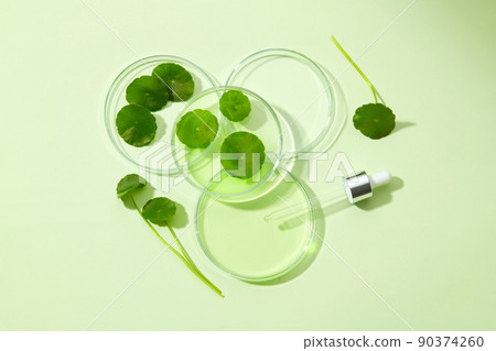 Glass petri dish and test tube with centella asiatica (gotu kola) extract. Research and develop cosmetic production in the laboratory. Top view image 90374260