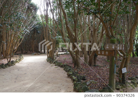 View of Kasayama Camellia Forest in Hagi City 90374326