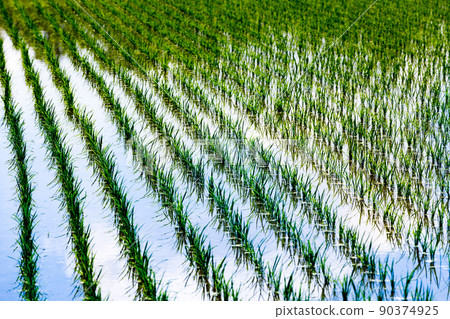 Rural scenery in Saitama City, Saitama Prefecture 90374925