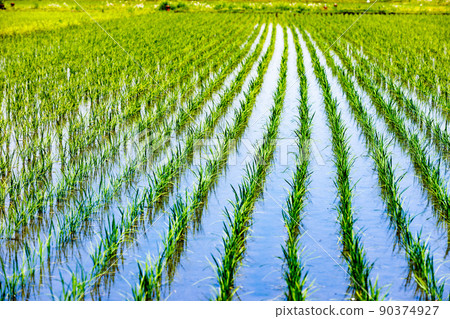 Rural scenery in Saitama City, Saitama Prefecture 90374927