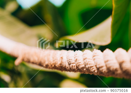 Green palm leaf pattern texture abstract background tropical forest, concept of ecology and destination progress, freedom journey lifestyle jungle background, exotic plant Green palm leaf pattern texture abstract background tropical forest, concept of ecology and destination progress, freedom journey lifestyle jungle background, exotic plant 90375016