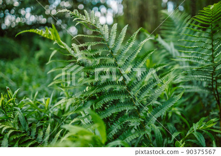 Natural green fern wallpaper texture, nature background, tropical leaf Natural green fern wallpaper texture, nature background, tropical leaf 90375567