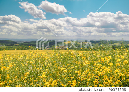 Beautiful meadow field with fresh grass and yellow flowers in nature against a blue sky with clouds. Summer spring natural landscape. Beautiful meadow field with fresh grass and yellow flowers in nature against a blue sky with clouds. Summer spring natural landscape. 90375568