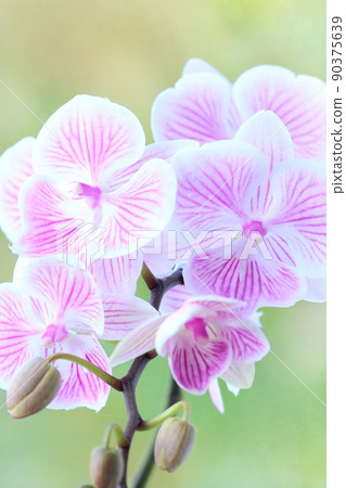Mini Phalaenopsis orchid flower with pink streaks on a white background Orchid green natural background 90375639