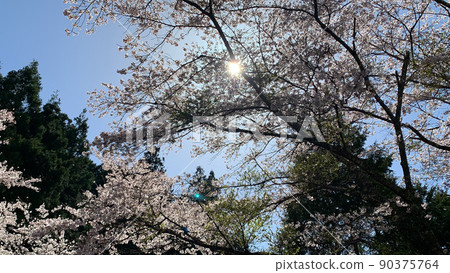 櫻花和天空 櫻花和天空 90375764