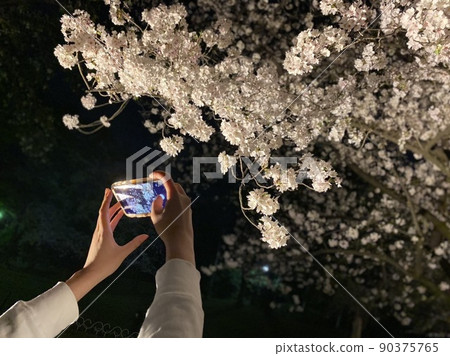 櫻花和女人的手 櫻花和女人的手 90375765