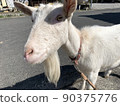 Cheerful goat 90375776