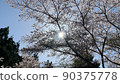 Sakura and the sun 90375778