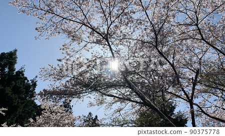 櫻花和太陽 櫻花和太陽 90375778