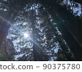 Trees, sun and sunbeams 90375780