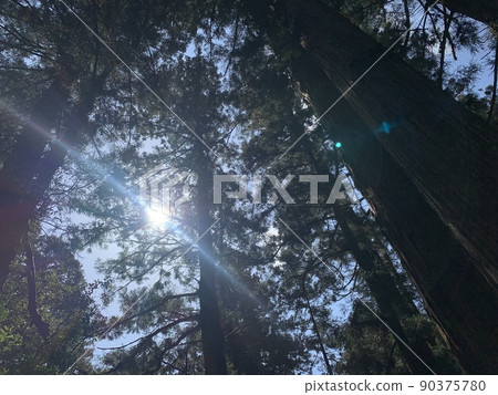 樹木、太陽和陽光 樹木、太陽和陽光 90375780