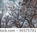 Sakura and sky 90375781