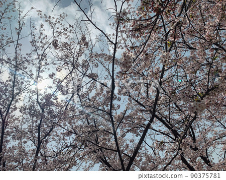 Sakura and sky Sakura and sky 90375781
