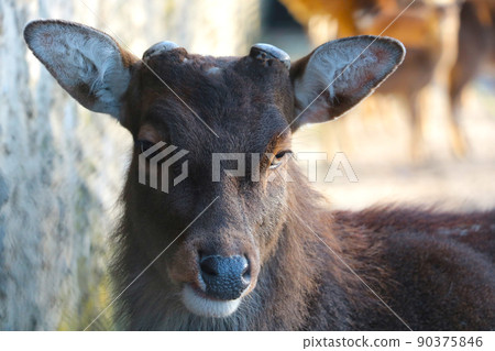 Close-up of an adult deer without antlers in the forest. 90375846