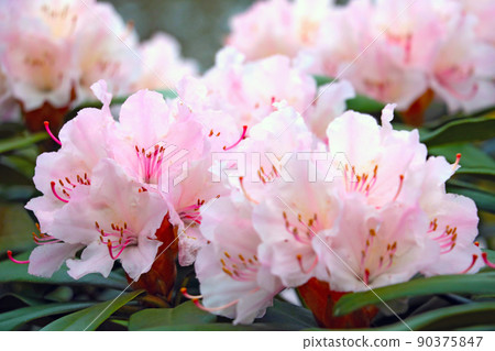 Selective focus. A flowering branch of azalea in the spring in the garden. Selective focus. A flowering branch of azalea in the spring in the garden. 90375847