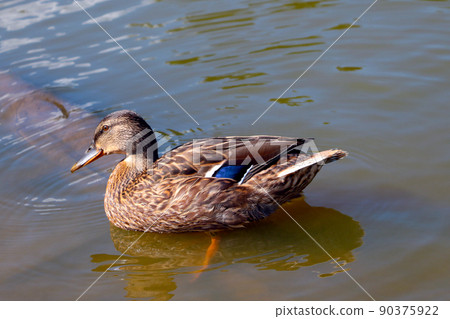 A beautiful wild duck swims in the lake. Wildlife. 90375922