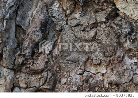 Close-up of the gray structure of the tree bark, background. 90375923