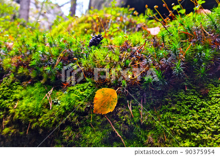 Close-up of yellow green moss in the forest. Close-up of yellow green moss in the forest. 90375954