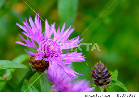 A beautiful cornflower blooms in a meadow in spring or summer. Nature background. Wild flower. A beautiful cornflower blooms in a meadow in spring or summer. Nature background. Wild flower. 90375958