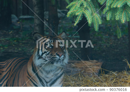 Close-up of a beautiful tiger with green big eyes. Close-up of a beautiful tiger with green big eyes. 90376016
