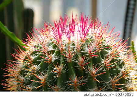 Close-up of a flowering cactus with large needles, a houseplant. 90376023