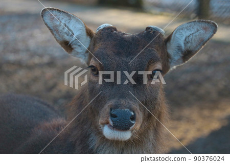 Portrait of a deer without antlers in the forest, wildlife. 90376024