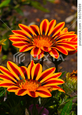 Several red and yellow aster flowers in the park. 90376089