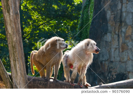 A macaques sits on a tree in the forest. A macaques sits on a tree in the forest. 90376090