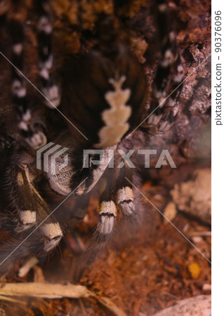 Selective focus. View of a large venomous spider. 90376096