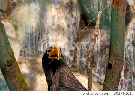 Portrait of a beautiful eagle on a tree. Wild birds, eagle. 90376101