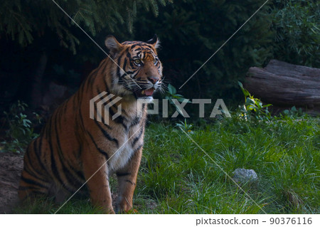 Close-up of a sitting tiger on the grass in the park. 90376116