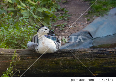 A beautiful duck sits on a tree in the park. Wild bird. 90376125