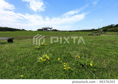 Spring on Jogashima on the Miura Peninsula, the southernmost tip of Kanagawa Prefecture 90376303