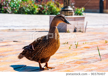 friendly mallard duck close-up in the park friendly mallard duck close-up in the park 90376407