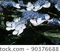  Gaku hydrangea 90376688